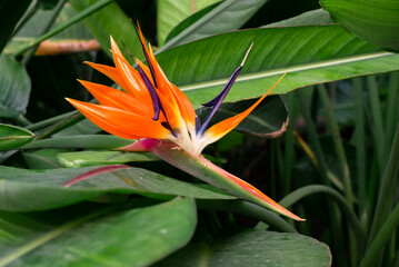 Flowering bird of paradise plant