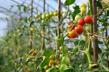 ミニトマトの栽培