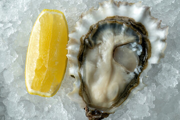 Fresh oyster on ice with lemon, fresh and beautiful. Macro