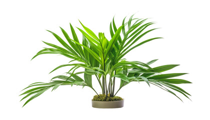 palm tree in a pot isolated on transparent background cutout