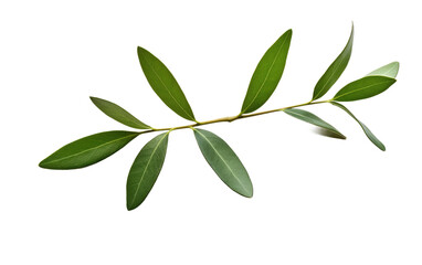 Olive Foliage Symbol of Peace Transparent PNG