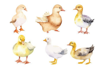 Watercolor bird collection. Duck vector illustration. Farm animal.