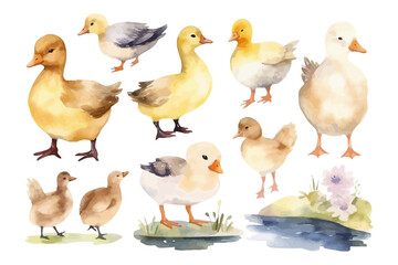 Watercolor bird collection. Duck vector illustration. Farm animal.