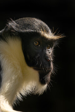 Diana Monkey - Cercopithecus diana, portrait of colored beautiful Old World monkey from African forests and woodlands, Sierra Leone.