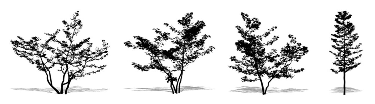 Set or collection of Mountain Maple trees as a black silhouette on white background. Concept or conceptual vector for nature, planet, ecology and conservation, strength, endurance and  beauty