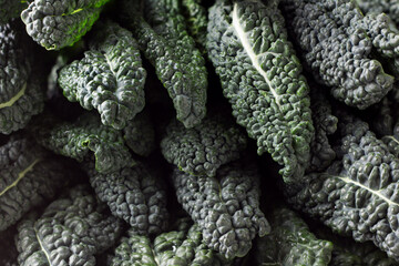 Black tuscan kale (cavolo nero or lachinato kale), background, texture, close up