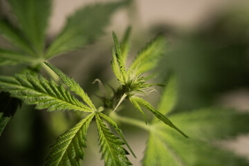 CBD oil hemp products. glass bottle with CBD oil, hemp leaves. Medicinal cannabis with extract oil. Cosmetics CBD oil