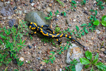 Salamander in Suche Mountains (Poland)