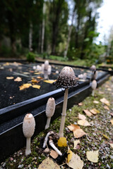 Lawyer's Wig, Shaggy Ink-cap, shaggy mane, Coprinus comatus, growing on grave, graveyard mushrooms,...