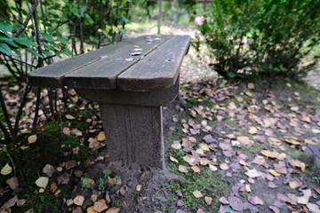 Lawyer's Wig, Shaggy Ink-cap, shaggy mane, Coprinus comatus, growing on grave, graveyard mushrooms, gravestone.