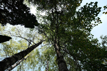 Fototapeta premium walking in deciduous forest looking to tree branches that cover all forest ground