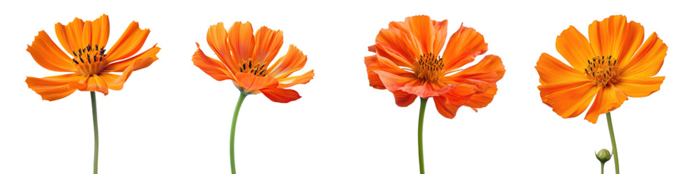 Set of orange Cosmos bipinnate flowers with different perspectives, isolated on a white background. Close-up macro of an ornamental garden plant Cosmos bipinnatus, isolated on a transparent background