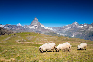 Valais blacknose sheep grazing near the Matterhorn