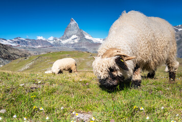 close up of Valais blacknose sheep grazing near the Matterhorn
