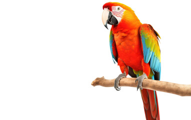 Colorful Pet Parrot Species Transparent PNG