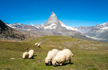 Obraz premium Flock of Valais blacknose sheep grazing in the Swiss Alps with Matterhorn in the background