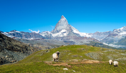 Flock of Valais blacknose sheep grazing in Zermatt, Switzerland with the Matterhorn in the...