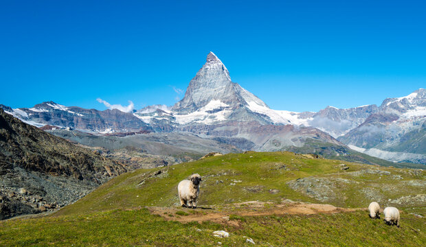 Flock of Valais blacknose sheep grazing in Zermatt, Switzerland with the Matterhorn in the background