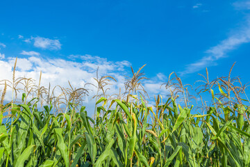 Ripe cornfield under the blue sky