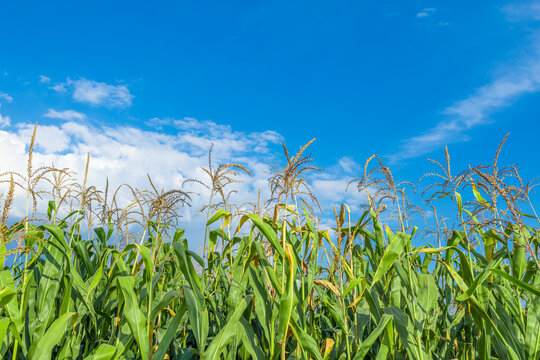 Ripe cornfield under the blue sky