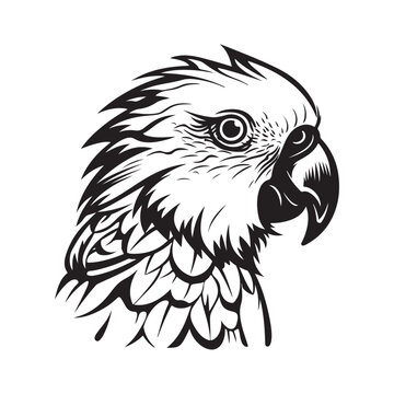 Parrot Head Vector Image, Art and Design