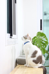 The cat is looking something at the window