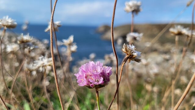 Ameria maritime sur la Pointe du Raz