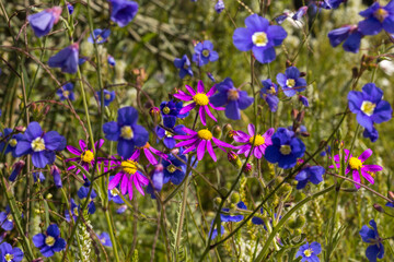 A mixture of colorful wild flowers growing in springtime on the West Coast of South Africa