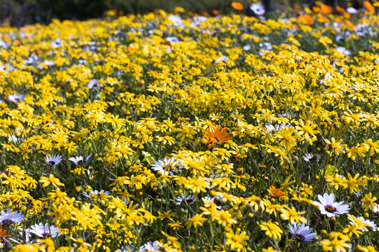 A large display of yellow and white daisies growing in springtime on the West Coast of South Africa
