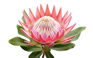 Protea Blooms Beauty in Nature Transparent PNG