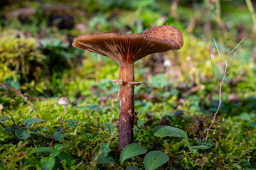 Nahaufnahme eines dunklen Hallimasch