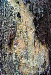Tree bark texture with resin spill