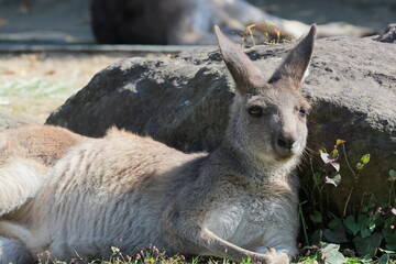 カンガルー
