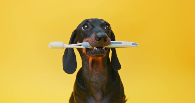 Dachshund dog holds toothbrush in its mouth, obediently performing handling exercises, carefully watching owner hand Raising puppy, practicing oral hygiene, playing with pet Grooming veterinary care