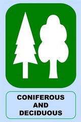 coniferous tree