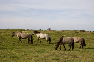 Obraz na płótnie Canvas Wild horses on the pasture in The Zuid-Kennemerland National Park, The Netherlands. This park is a conservation area on the west coast of the province of North Holland.
