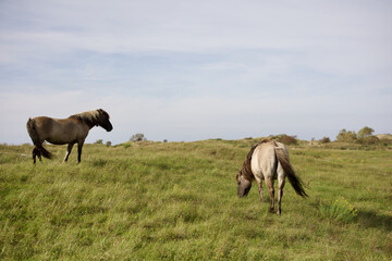 Wild horses on the pasture in The Zuid-Kennemerland National Park, The Netherlands. This park is a...