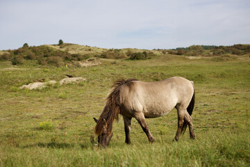Fototapeta premium Wild horses on the pasture in The Zuid-Kennemerland National Park, The Netherlands. This park is a conservation area on the west coast of the province of North Holland.