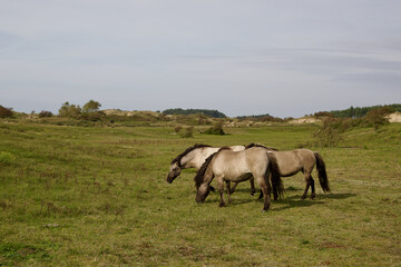 Naklejka na ściany i meble Wild horses on the pasture in The Zuid-Kennemerland National Park, The Netherlands. This park is a conservation area on the west coast of the province of North Holland.