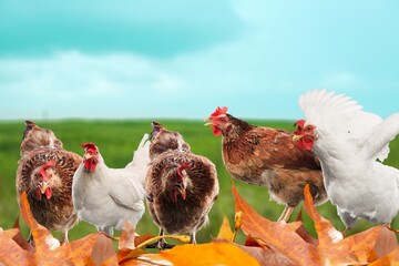 This beautiful chickens at field natural beauty