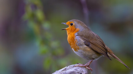 Red Robin 