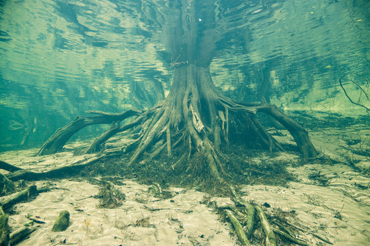 Close-up underwater show of the roots of a Bald Cypress Tree, Florida, USA
