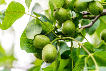 A Lush Tree Bearing Abundant, Ripe, and Vibrant Fruit. A tree filled with lots of green fruit