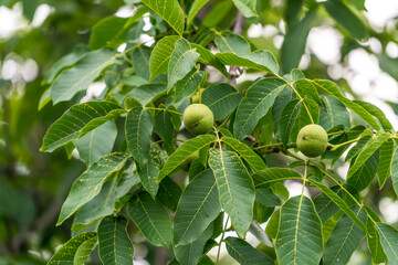 Close-Up View of a Tree's Vibrant Foliage and Abundant Harvest. A close up of a tree with leaves and nuts