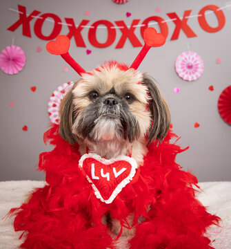 Portrait of a Shih Tzu wearing a luv heart, feather boa and headband sitting in front of festive decorations