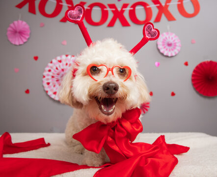 Portrait of a havanese wearing heart shaped novelty glasses, a bow and headband sitting in front of festive decorations