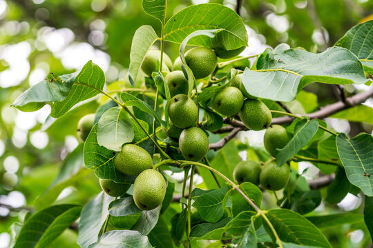A Lush Tree Bursting With Verdant, Abundant, and Juicy Fruit. A tree filled with lots of green fruit