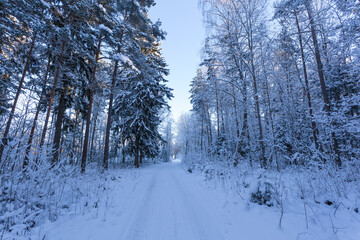 Winter forest with road covered with snow