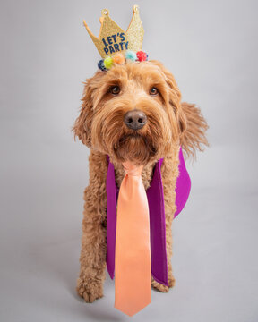 Portrait of a Miniature Goldendoodle wearing a let's party crown and pet clothing
