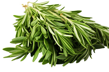 Fototapeta premium green rosemary isolated on a Transparent background. Generative AI